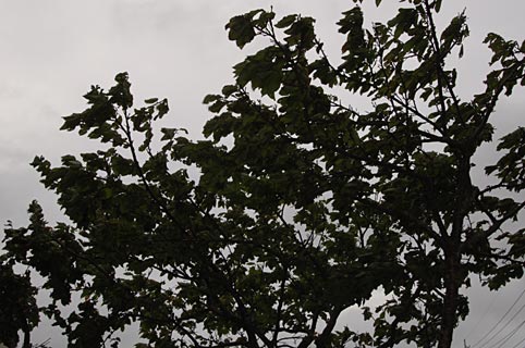 強風に曝されるカンヒザクラの木