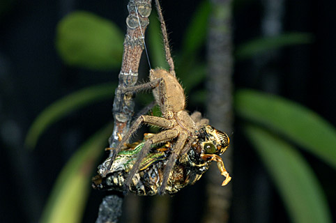 クマゼミを捕食するアシダカグモ