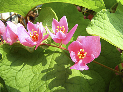 ニトベカズラ花