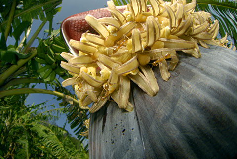 シマバナナの花