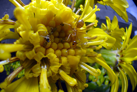 ツワブキの花とアシナガキアリ