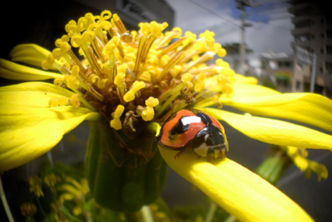 ツワブキの花とダンダラテントウ