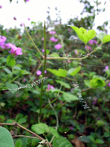 ナガマルコガネグモの網